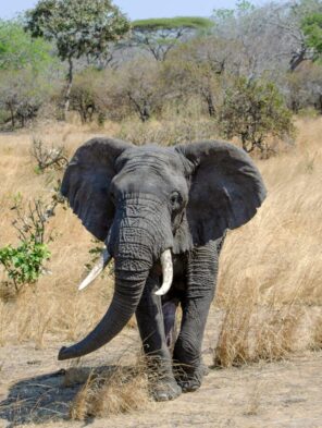 Zebra, Serengeti, Kilimanjaro, Tazmania