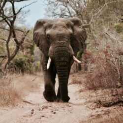 Elephant, Serengeti, Kilimanjaro, Tanzania, Safari