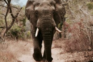 African Elephant on road, Zimbabwe