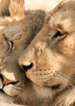 Lioness, Serengeti, Kilimanjaro, Tanzania, Safari