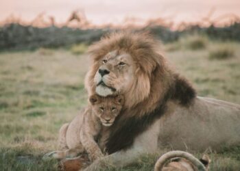 Male lion with cub in Africa