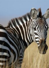 Zebra, Serengeti, Kilimanjaro, Tazmania, Safari