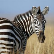 Zebra, Serengeti, Kilimanjaro, Tazmania