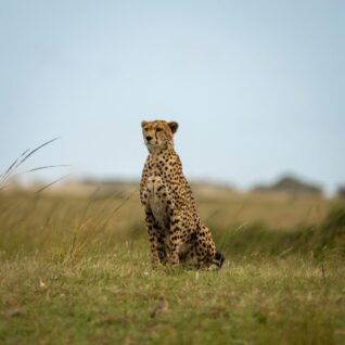 Zebra, Serengeti, Kilimanjaro, Tazmania