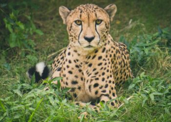 African Holidays and Tours, click here to see more