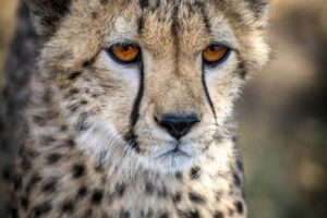 Cheetah, Africa