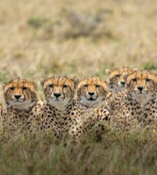 Cheetah cubs, looking out for mum's return