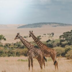 Giraffe on African plains