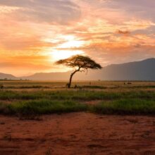 Zebra, Serengeti, Kilimanjaro, Tazmania