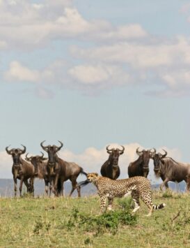 Zebra, Serengeti, Kilimanjaro, Tazmania