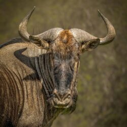Wildebeest