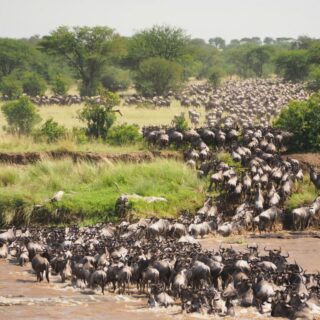 Elephant, Serengeti, Kilimanjaro, Tanzania, Safari