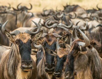 Wildebeest, Serengeti