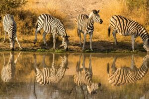 Zebra, Africa
