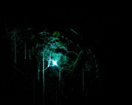 Glow worms in the caves at Waitomo, New Zealand